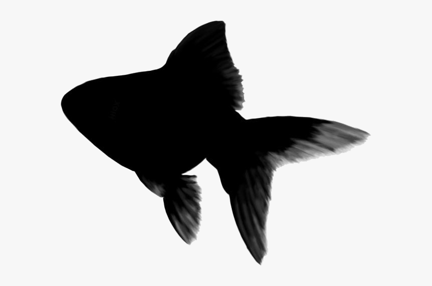 Cartoon Goldfish Png Transparent Images - Invertebrate, Png Download