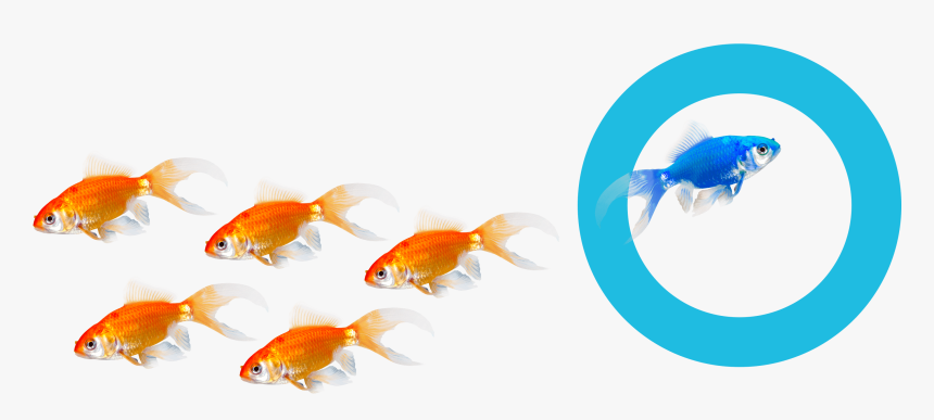 Find Out More Reasons Why Hoteliers Choose Us - Goldfish, HD Png Download