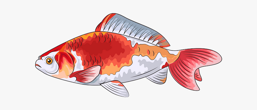 Goldfish, HD Png Download