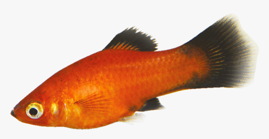 Tropical Fish - Goldfish - Goldfish, HD Png Download
