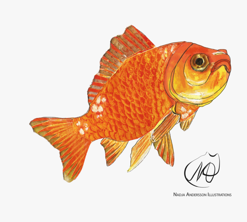 Goldfish, HD Png Download
