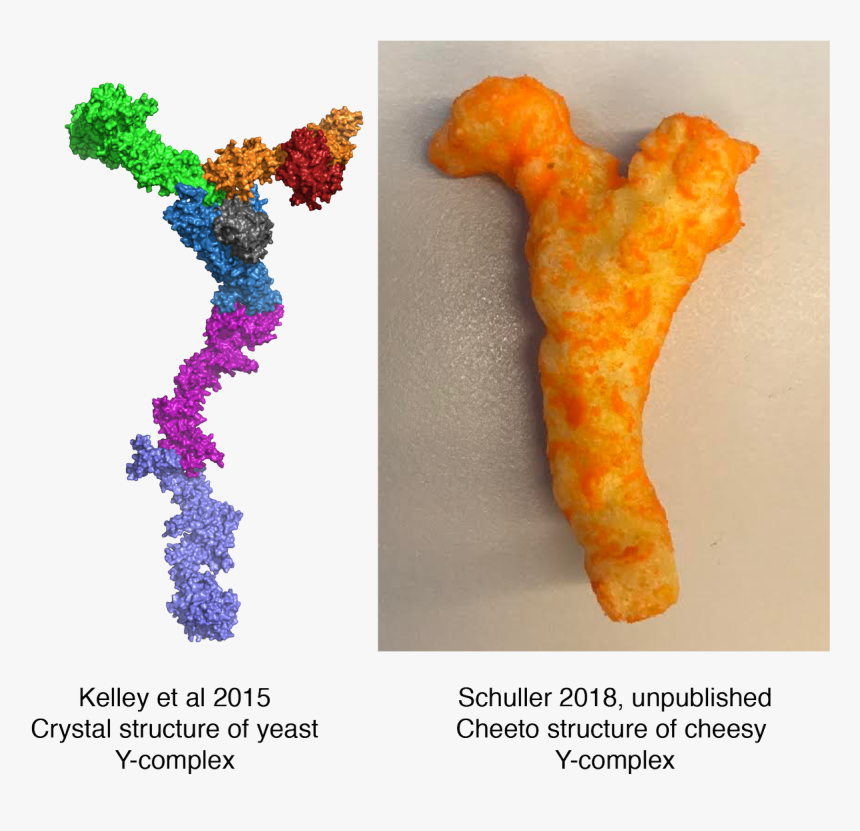 #cheetoscience Hashtag On Twitter - Goldfish, HD Png Download