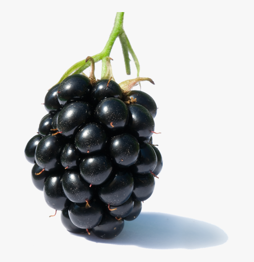 Fruits Clipart Png - 1 Blackberry Fruit, Transparent Png