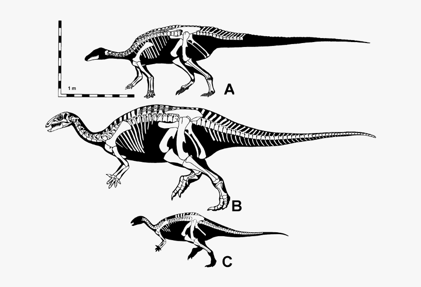 Ornithopods Of The Morrison Formation, HD Png Download