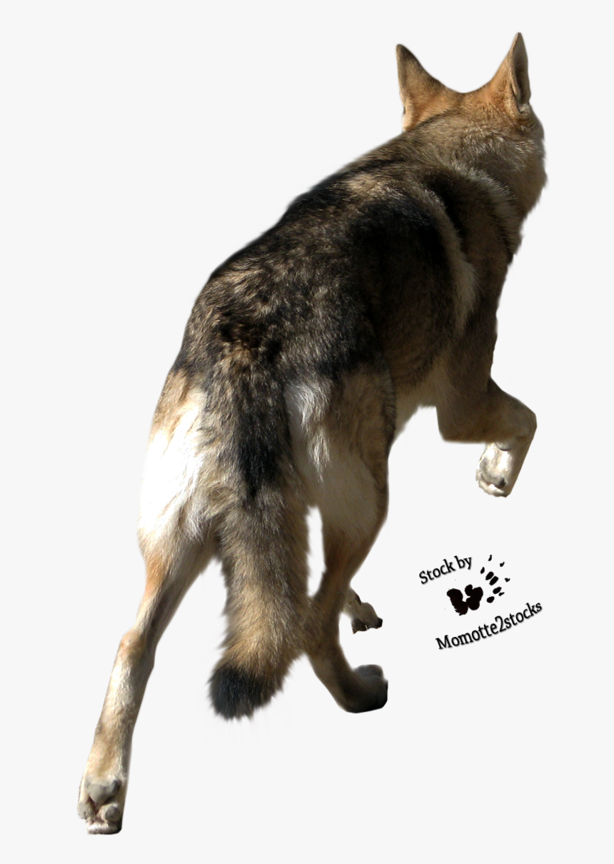 Clip Art Cut Out Stock Png - Back Of Wolf Head, Transparent Png
