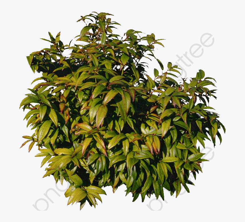 Mango Tree Clipart Png - Tree, Transparent Png