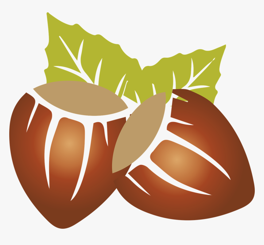 Hazelnuts, Dried Fruits, Plant, Nutritious, Dry Almonds - Hazelnut Clipart, HD Png Download