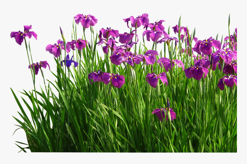 Flower Sweet Flag Garden Grasses - Garden Lawn Png, Transparent Png