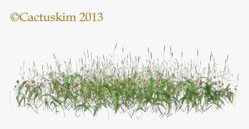 Here Is A Png Of Some Wildflowers/grass Etc On Transparent - Tall Grass Flower Png, Png Download