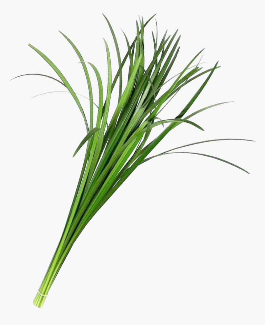 Lily Grass Flower, HD Png Download