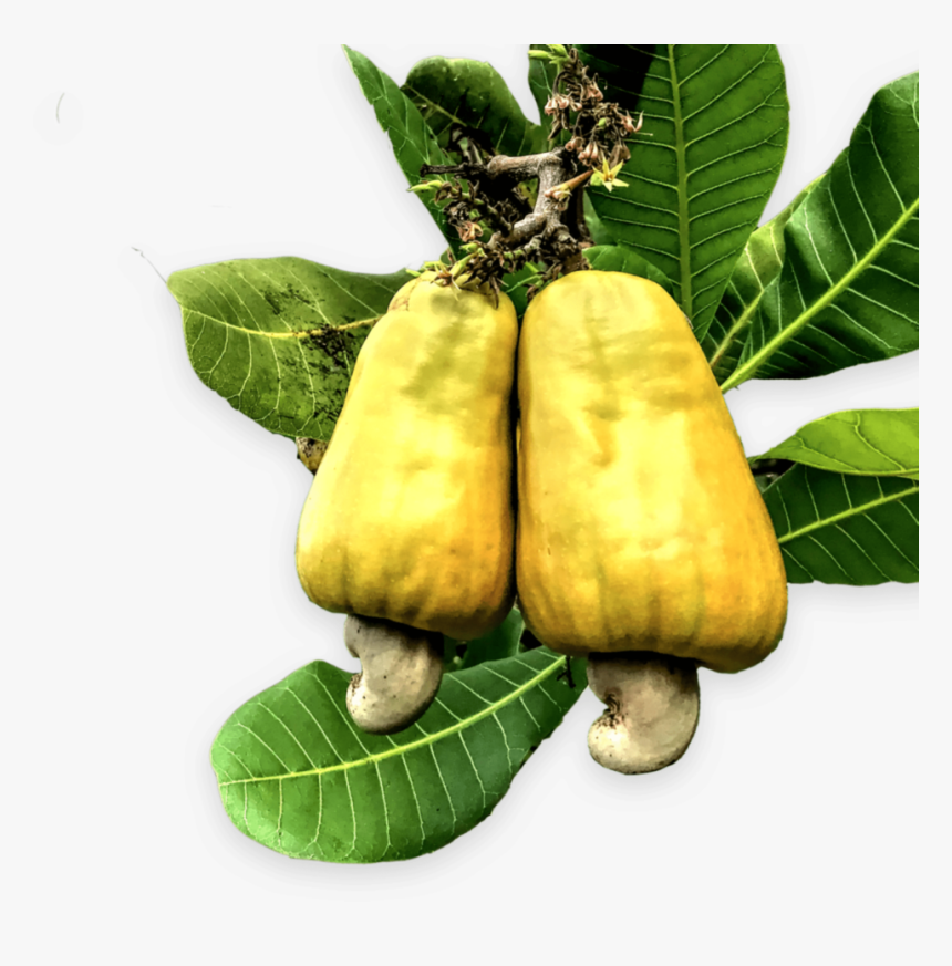 Cashew, HD Png Download