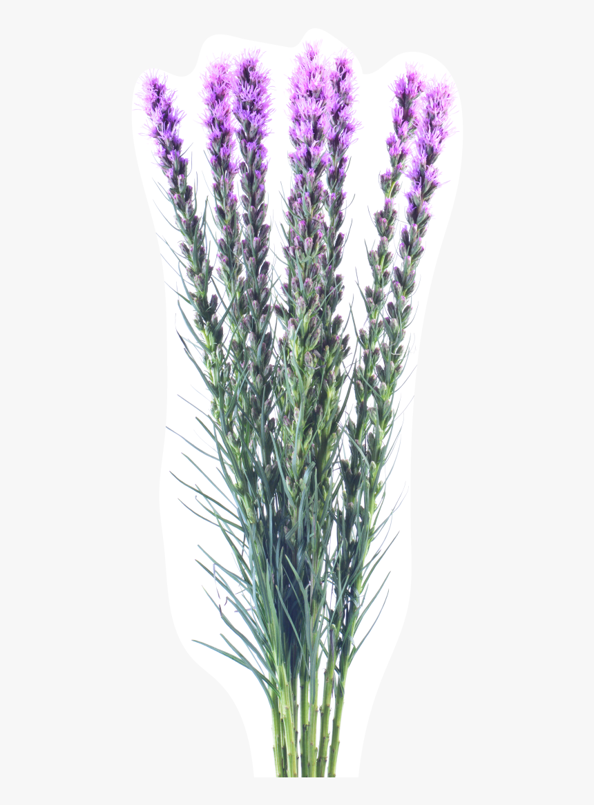 English Lavender, HD Png Download