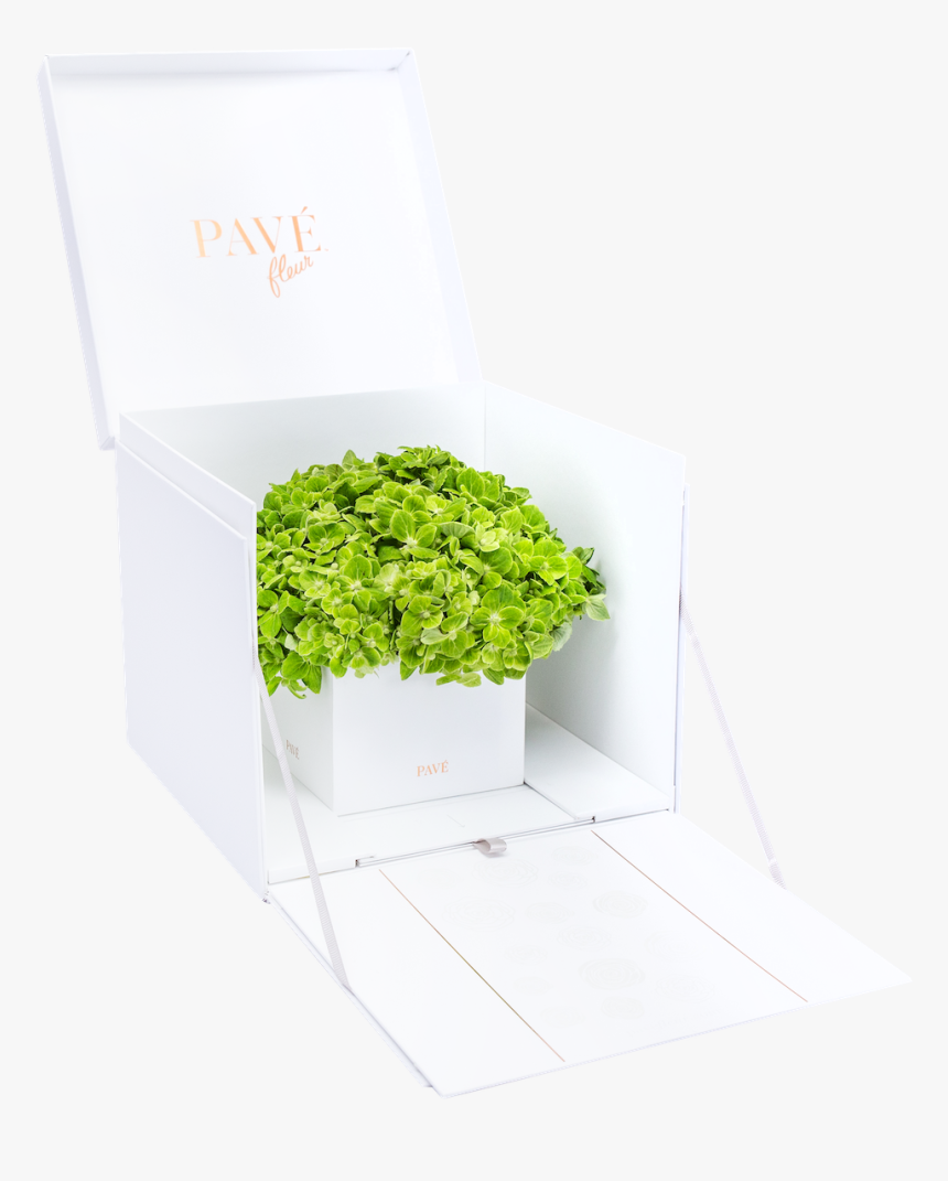 Green Hydrangeas - Flowerpot, HD Png Download
