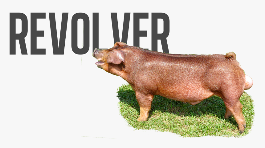 Cross Boars For Stud, HD Png Download