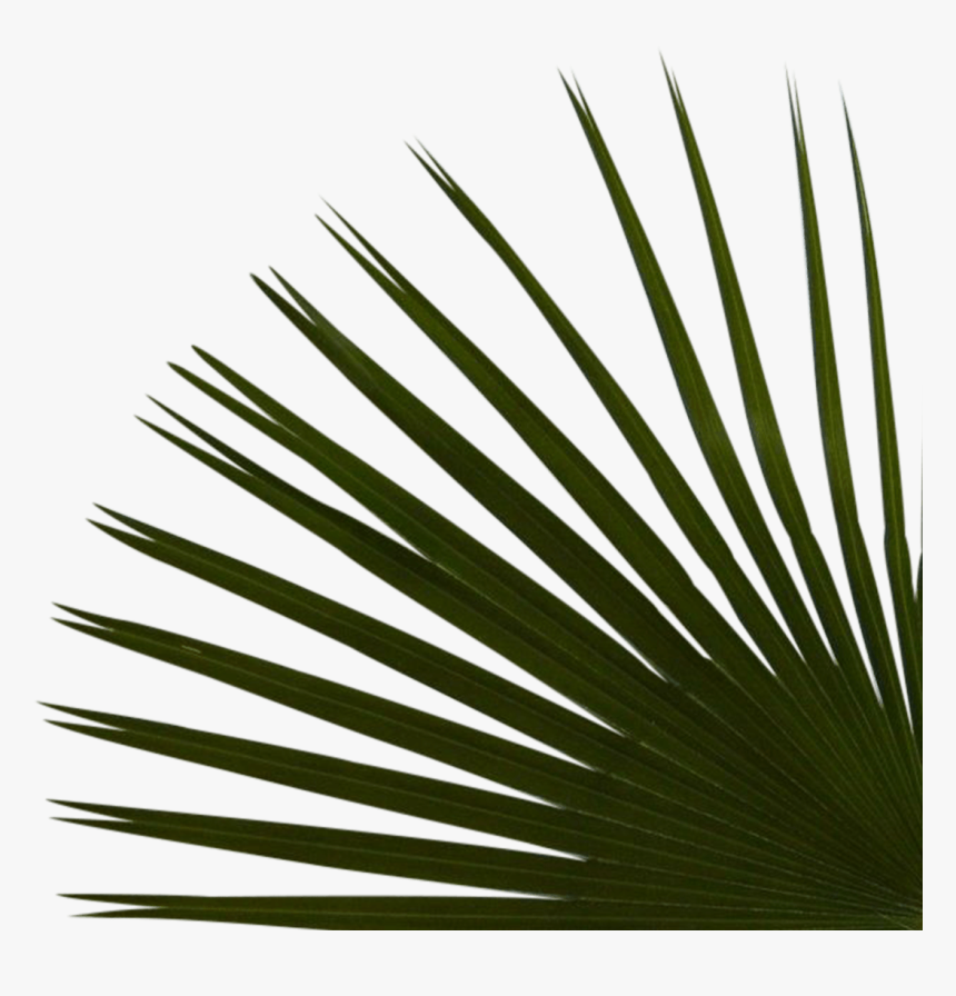 Right Palms Bottom Reduex - Saw Palmetto, HD Png Download