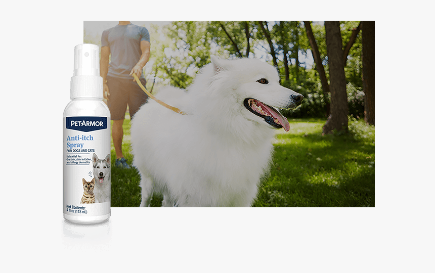 Skin & Coat Care Image - American Eskimo Dog, HD Png Download