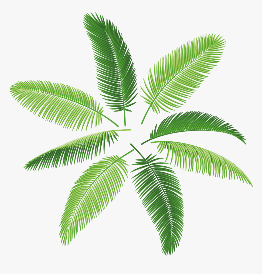 Palms Png, Transparent Png