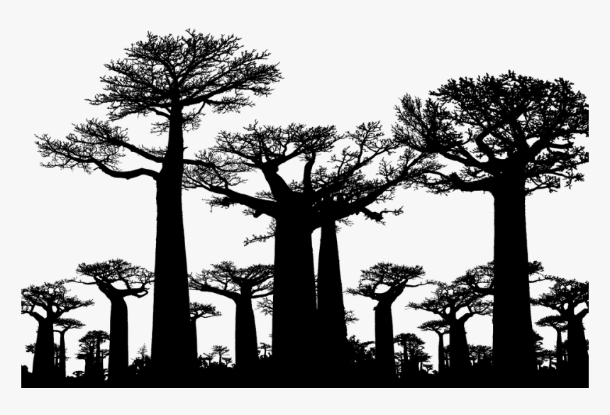 Forest, Trees, Silhouette, Baobab, Africa, Tree - Avenue Of The Baobabs, HD Png Download