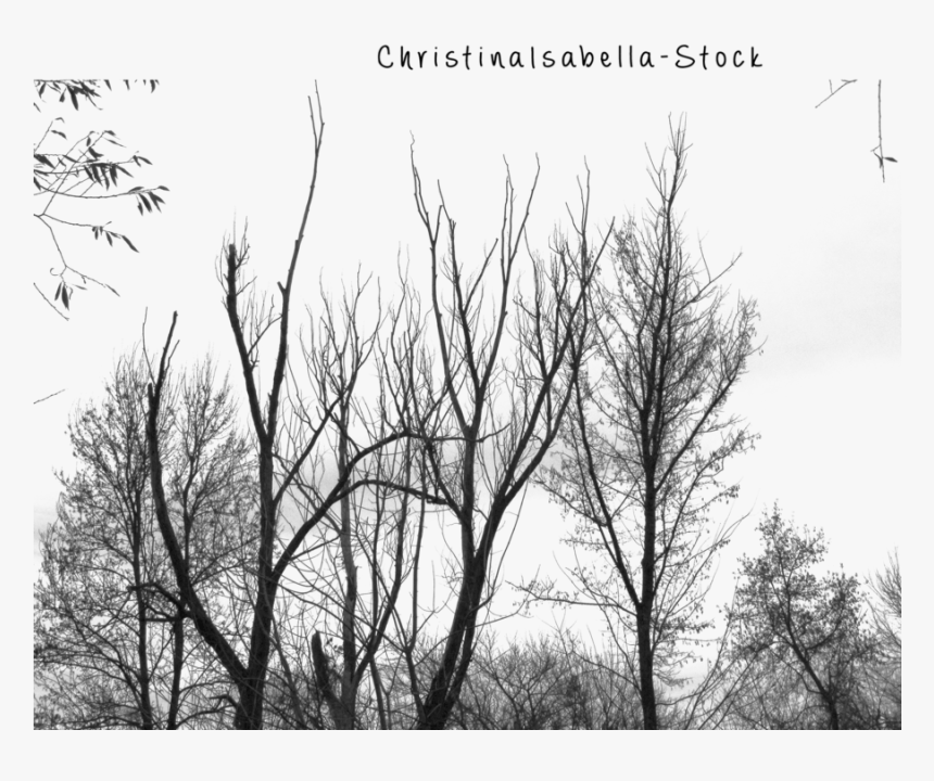 Forest Silhouettes Png Transparent , Png Download - Transparent Forest Silhouettes, Png Download
