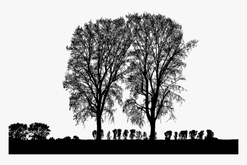 Forest, Trees, Silhouette, Tree, Branches, Landscape - Silhouette, HD Png Download