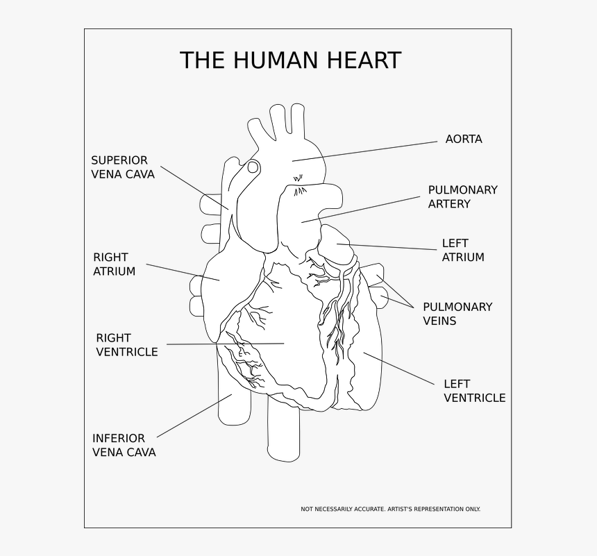 Heart, Ventricle, Organ, Human, Anatomy, Medical - Human Heart Black And White, HD Png Download