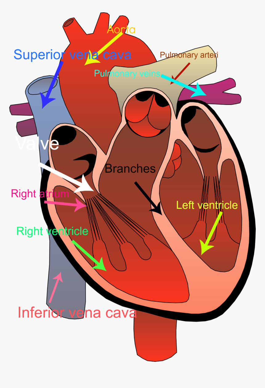 Circulatory System Clipart - Transparent Background Human Heart Clipart, HD Png Download