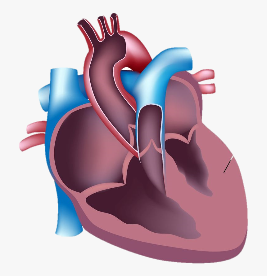 During Intense Physical Exercise The Hypertrophic Heart - Blood Flow Through The Heart, HD Png Download