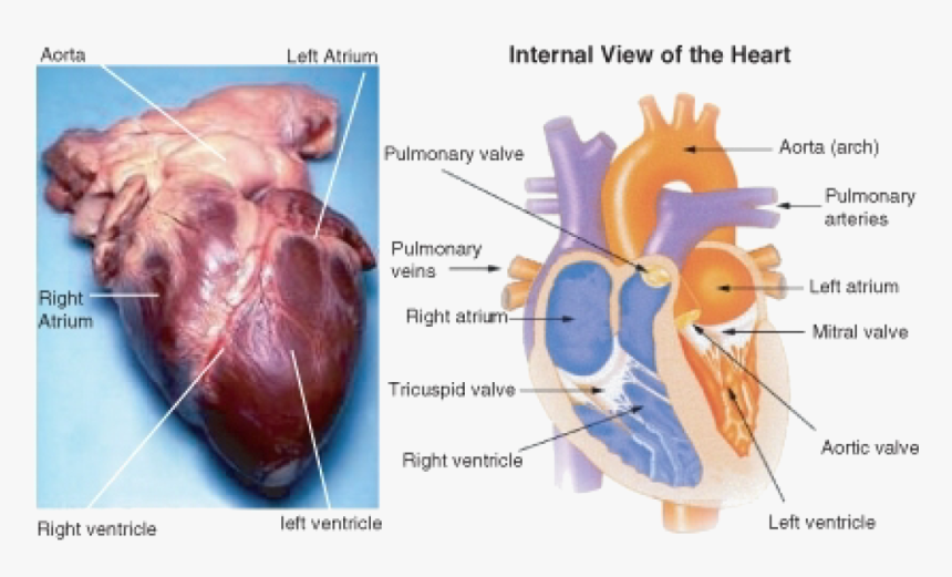 Adipose Tissue On Heart, HD Png Download