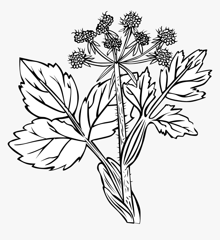 White Snakeroot Plant Drawing, HD Png Download