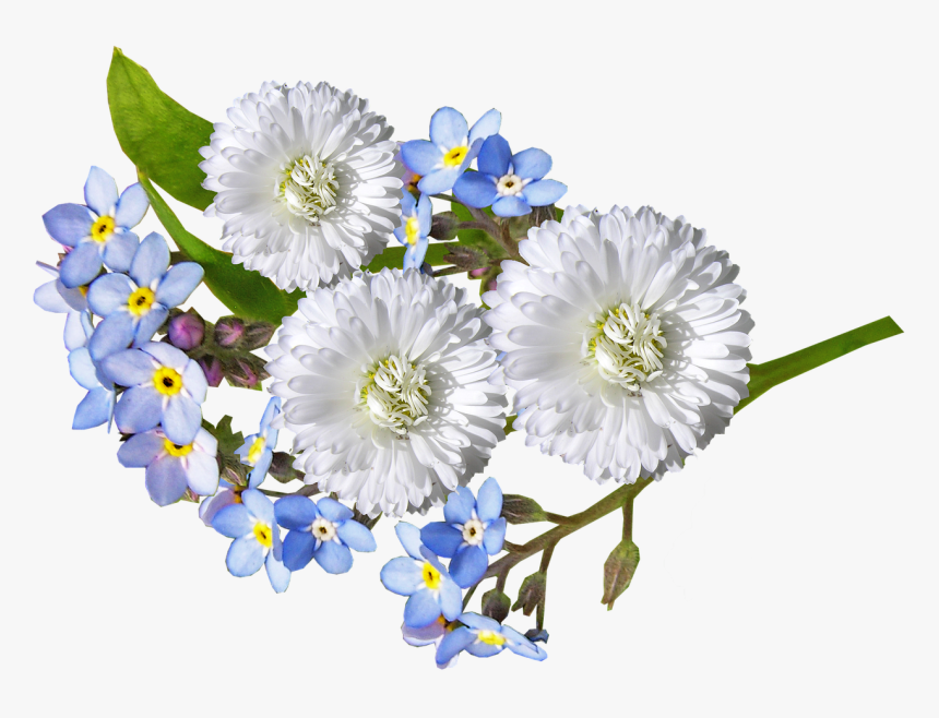 Daisy, White, Blue, Flowers - White Blue Flowers Png, Transparent Png