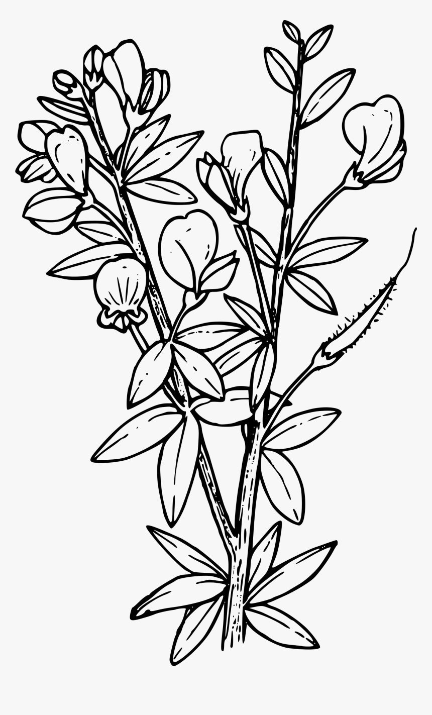 Scot S Broom Clip Arts - Larkspur Coloring Pages, HD Png Download