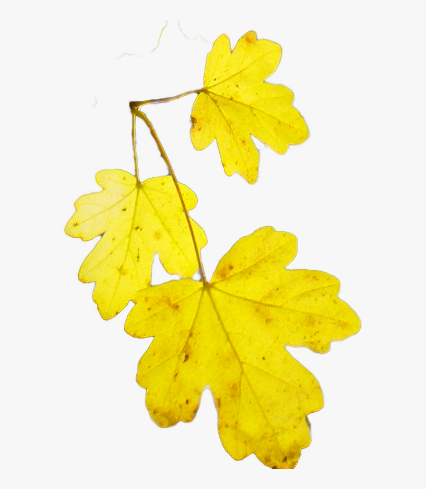 Transparant Acer Campestre 2601 Leaf - Acer Campestre Leaf Png, Transparent Png