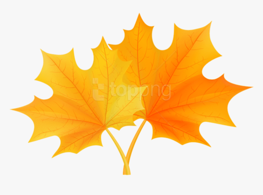 Autumn - Laurier University Maple Leaf, HD Png Download