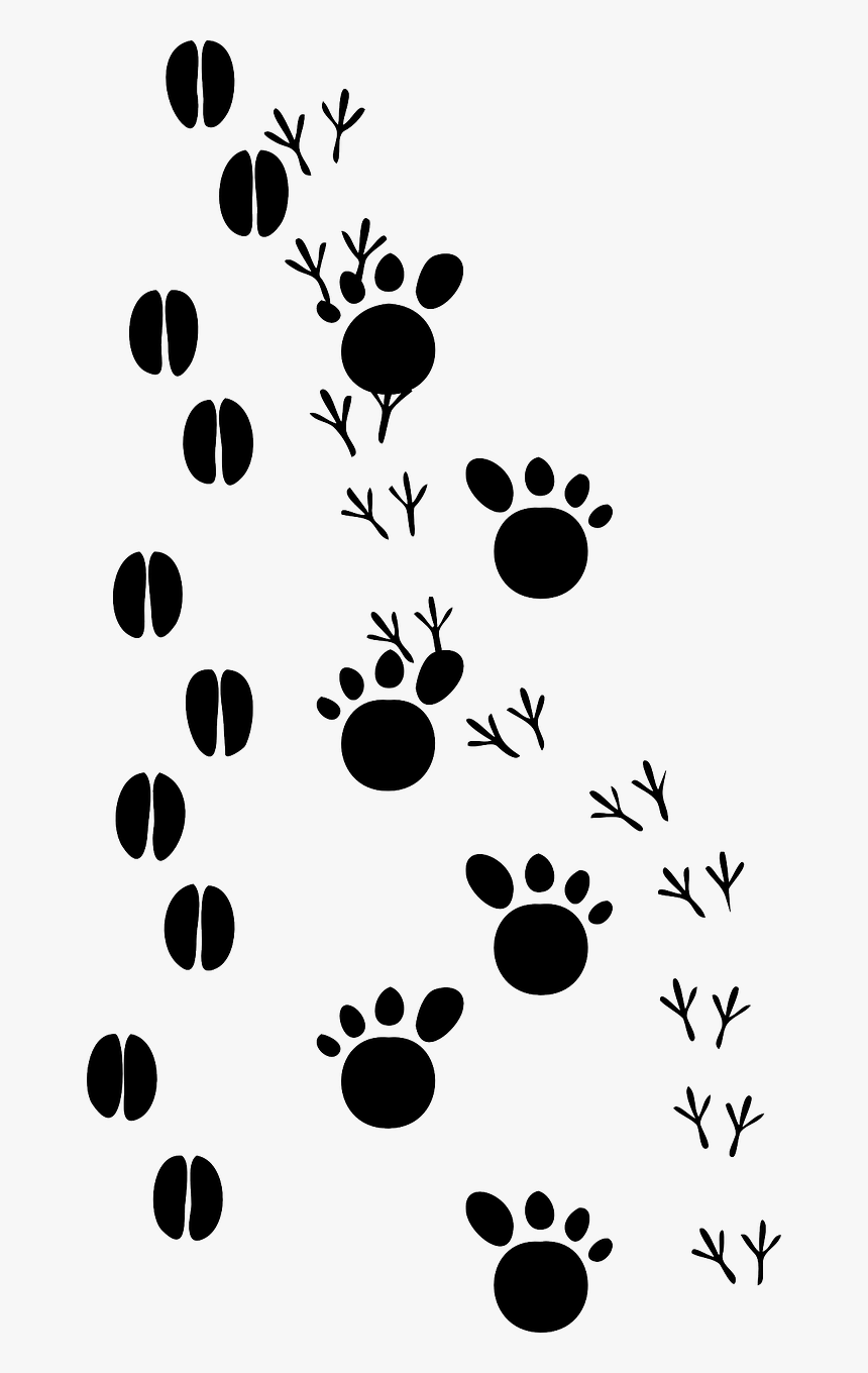 Animal Prints Clip Art, HD Png Download