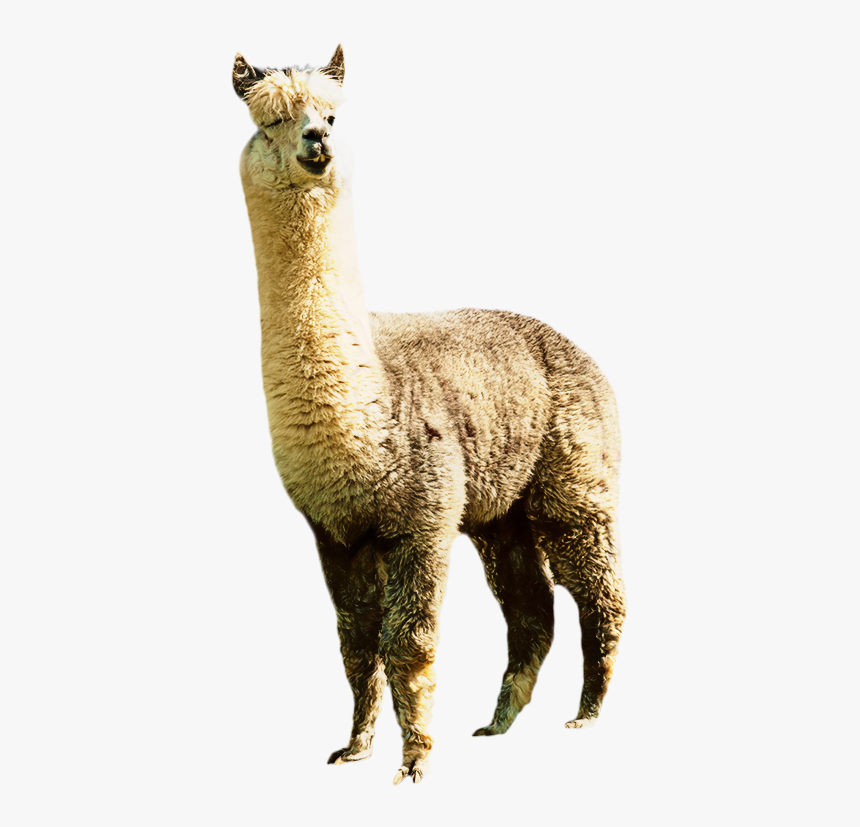 Llama Alpaca Clip Art Image Illustration - Alpaca Png, Transparent Png