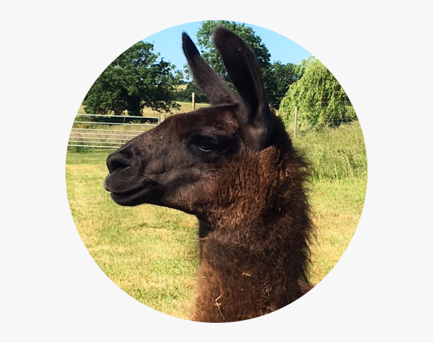 Miguel - Llama - Llama, HD Png Download
