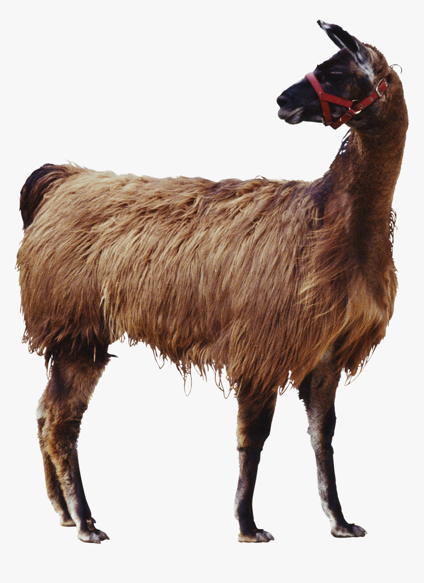 Goat Applied Animal Nutrition Cat Livestock - Animal Transparent Background Png, Png Download