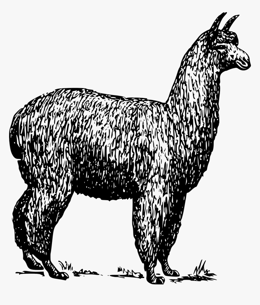 Adventure You Say Alpaca My Bags, HD Png Download