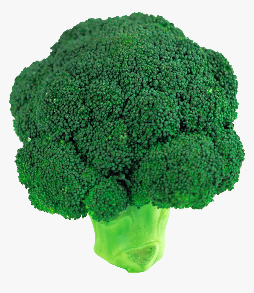 Broccoli Leaf Vegetable Clip Art - Clipart Transparent Background Broccoli, HD Png Download