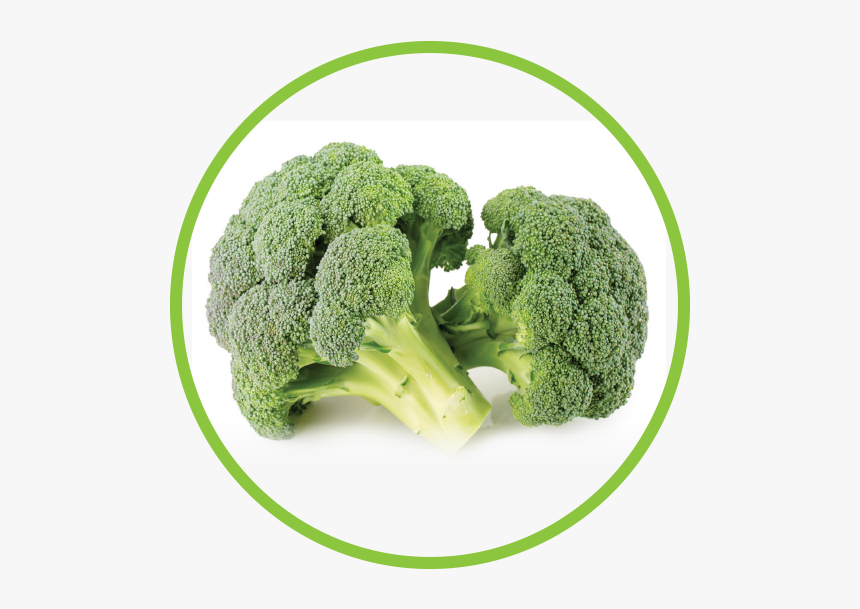 Broccoli Md Circle - Broccoli, HD Png Download