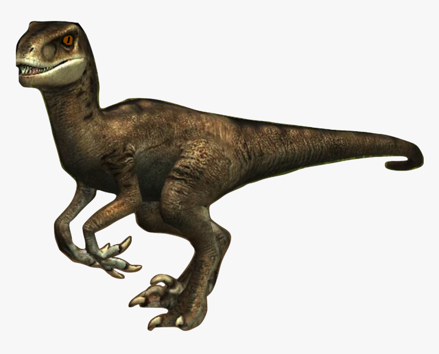 Paula The Velociraptor - Velociraptor, HD Png Download