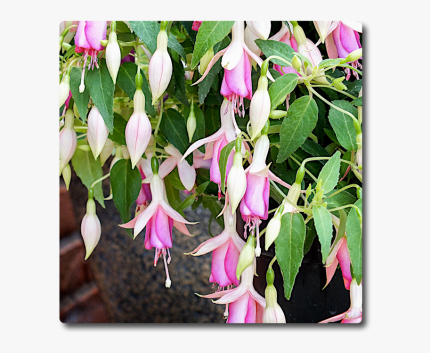 Fuchsia Fairy Lights, HD Png Download