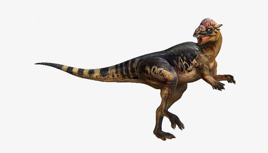 Paquicefalosaurio, HD Png Download