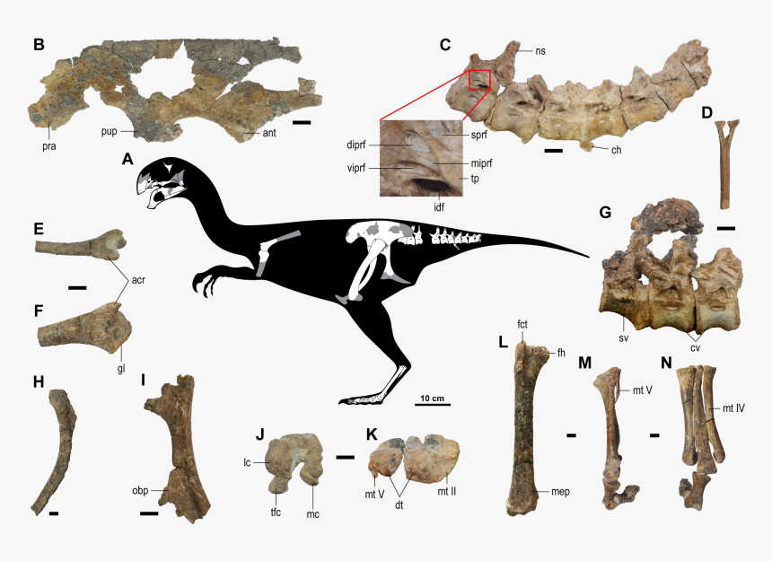 Gobiraptor - Gobiraptor Minutus, HD Png Download