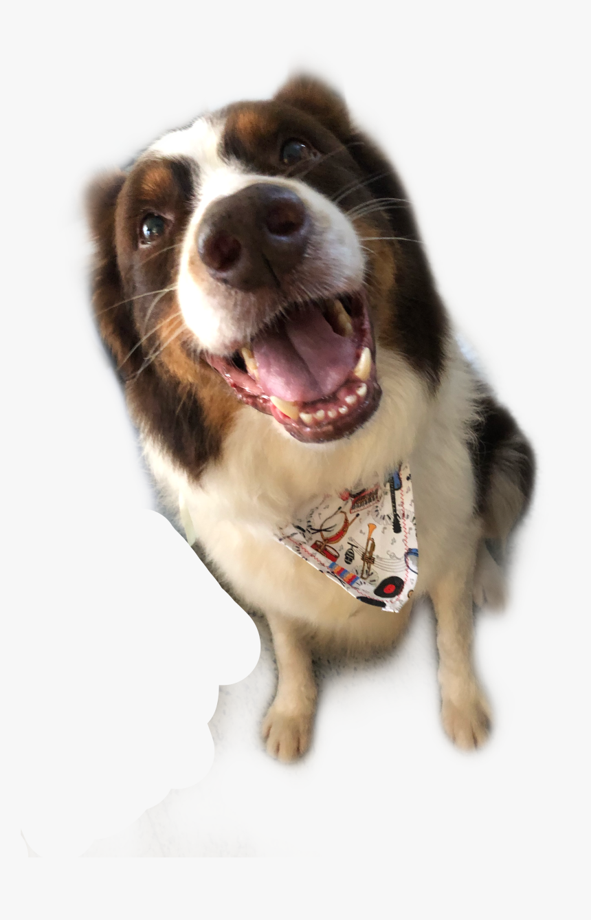 #lul #freetoedit - Bernese Mountain Dog, HD Png Download