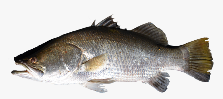 Fish Png, Transparent Png