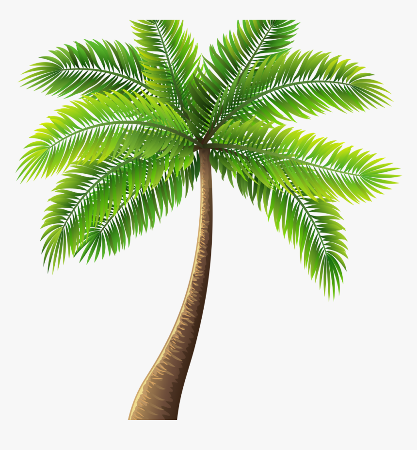 Palm Tree Painting Elegant Palm Tree Art Tropical Palm - Palm Tree Transparent Background, HD Png Download