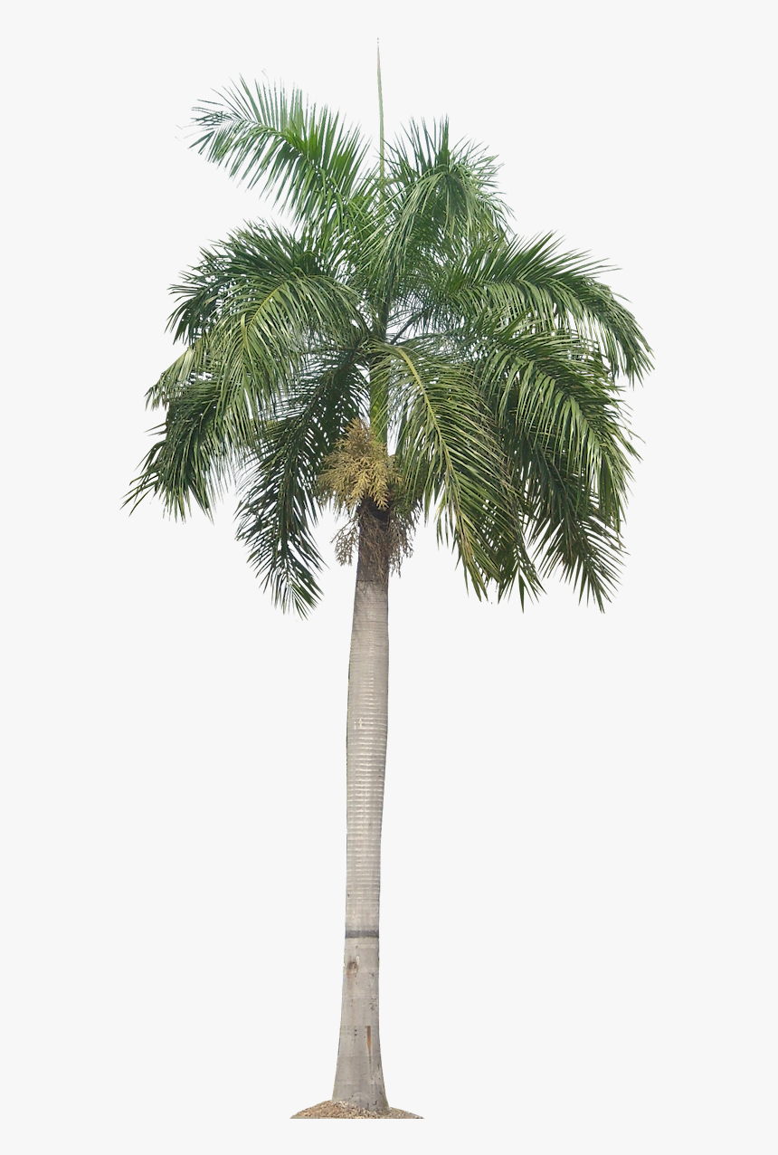 Palm Plant Png Tropical Plant Pictures Image - Transparent Background Palm Tree Png, Png Download