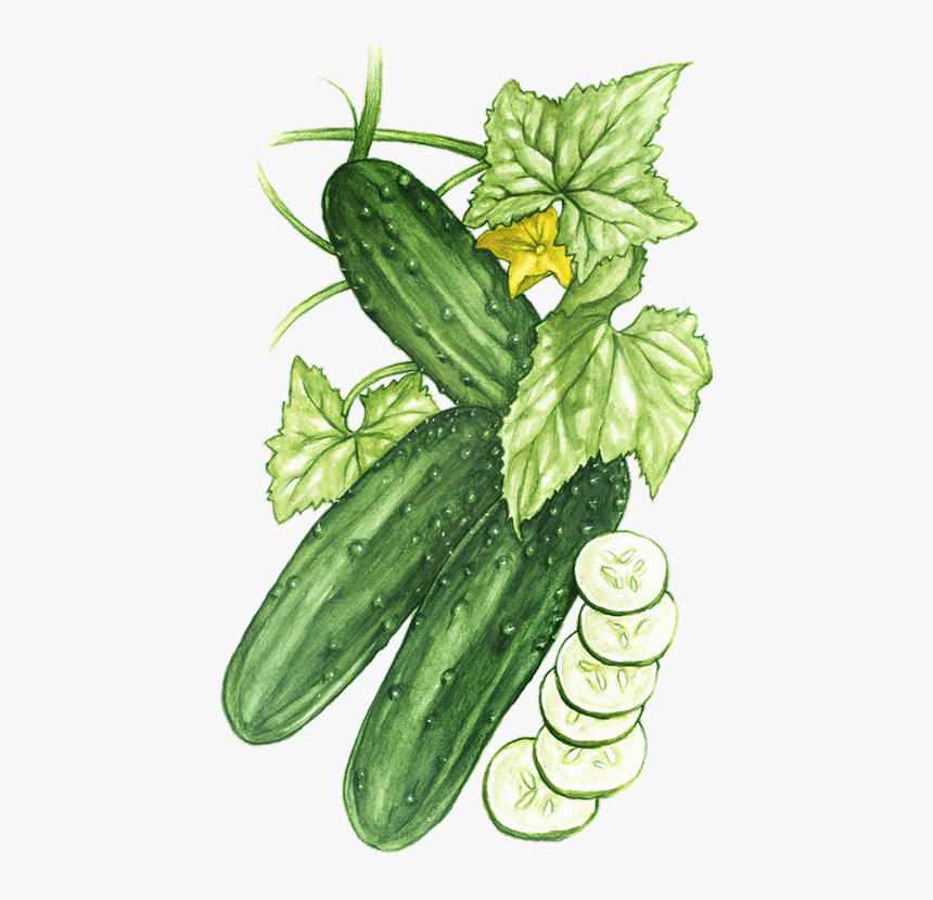 Feuille De Concombre Dessin, HD Png Download