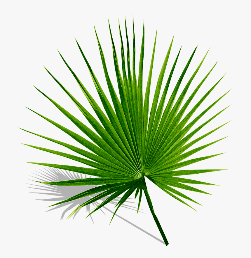 palm palms leaf leaves green tropics summer Palmyra Palm Leaf